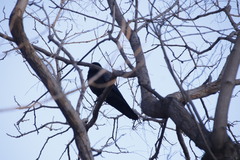 Corvus macrorhynchos