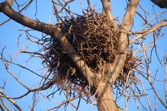 Corvus macrorhynchos