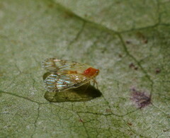 Saccharodite chrysonoe