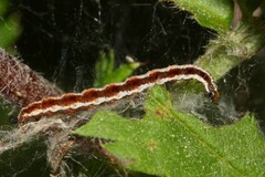 Swammerdamia compunctella