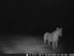 Panthera leo melanochaita