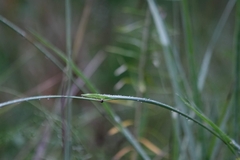 Paspalum floridanum