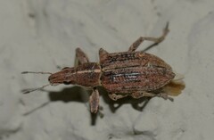 Charagmus gressorius