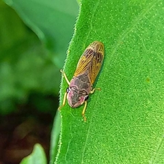 Membracis foliatafasciata