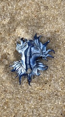 Glaucus atlanticus