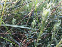 Pimelea curviflora