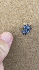 Glaucus atlanticus