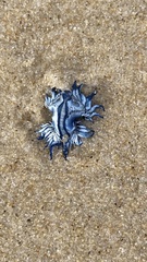 Glaucus atlanticus