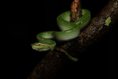 Tropidolaemus subannulatus