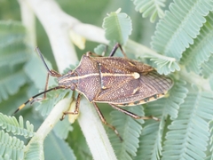 Omyta centrolineata