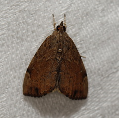 Crocidolomia suffusalis