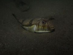 Torquigener pleurogramma