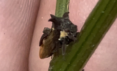 Acanthuchus trispinifer