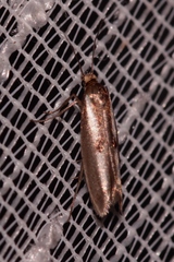 Parahyponomeuta egregiella