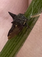 Acanthuchus trispinifer