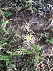Desmanthus velutinus