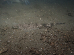 Platycephalus westraliae