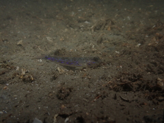 Acentrogobius pflaumii