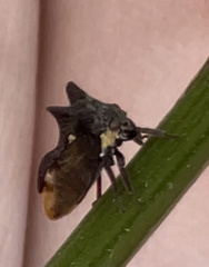 Acanthuchus trispinifer