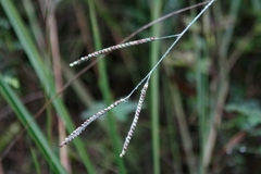 Paspalum floridanum