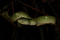 Tropidolaemus subannulatus