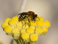 Colletes similis