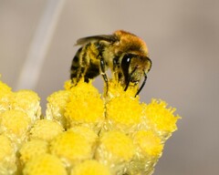 Colletes similis