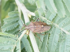 Omyta centrolineata