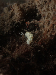 Aeolidioidea