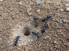 Plectroctena mandibularis