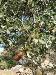 Quercus coccifera