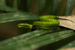 Tropidolaemus subannulatus