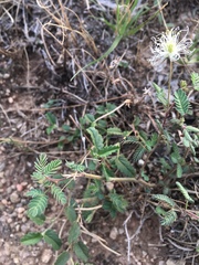 Desmanthus velutinus