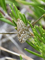 Evergestis frumentalis