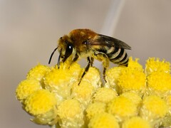 Colletes similis