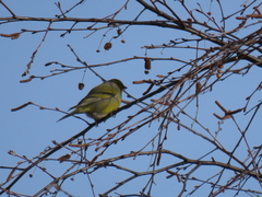 Carduelis citrinella