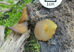 Phaeopezia apiculata