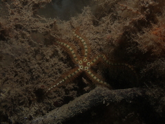 Macrophiothrix