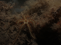 Macrophiothrix