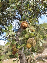 Quercus coccifera