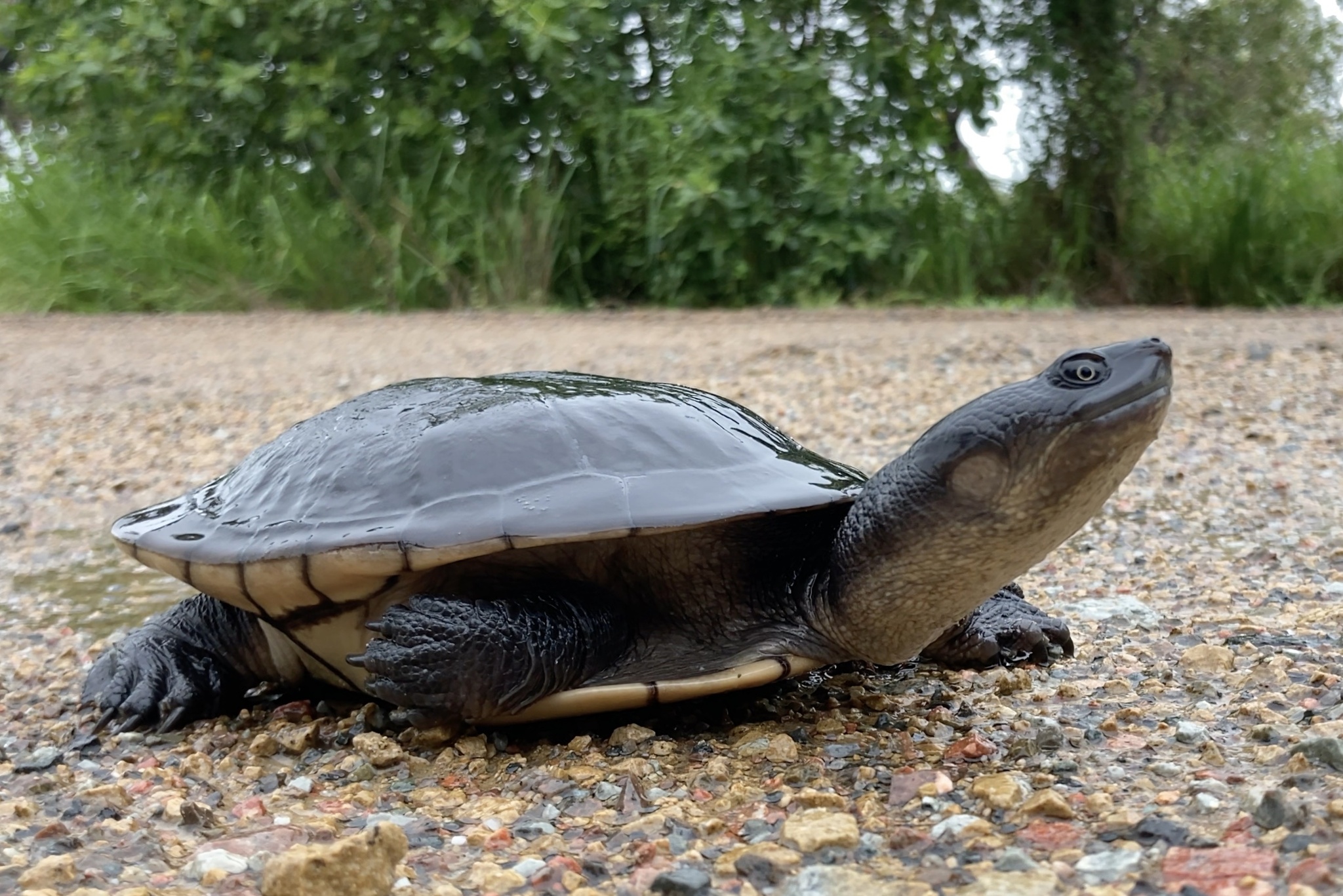 Chelodina Canni Mccord & Thomson, 2002