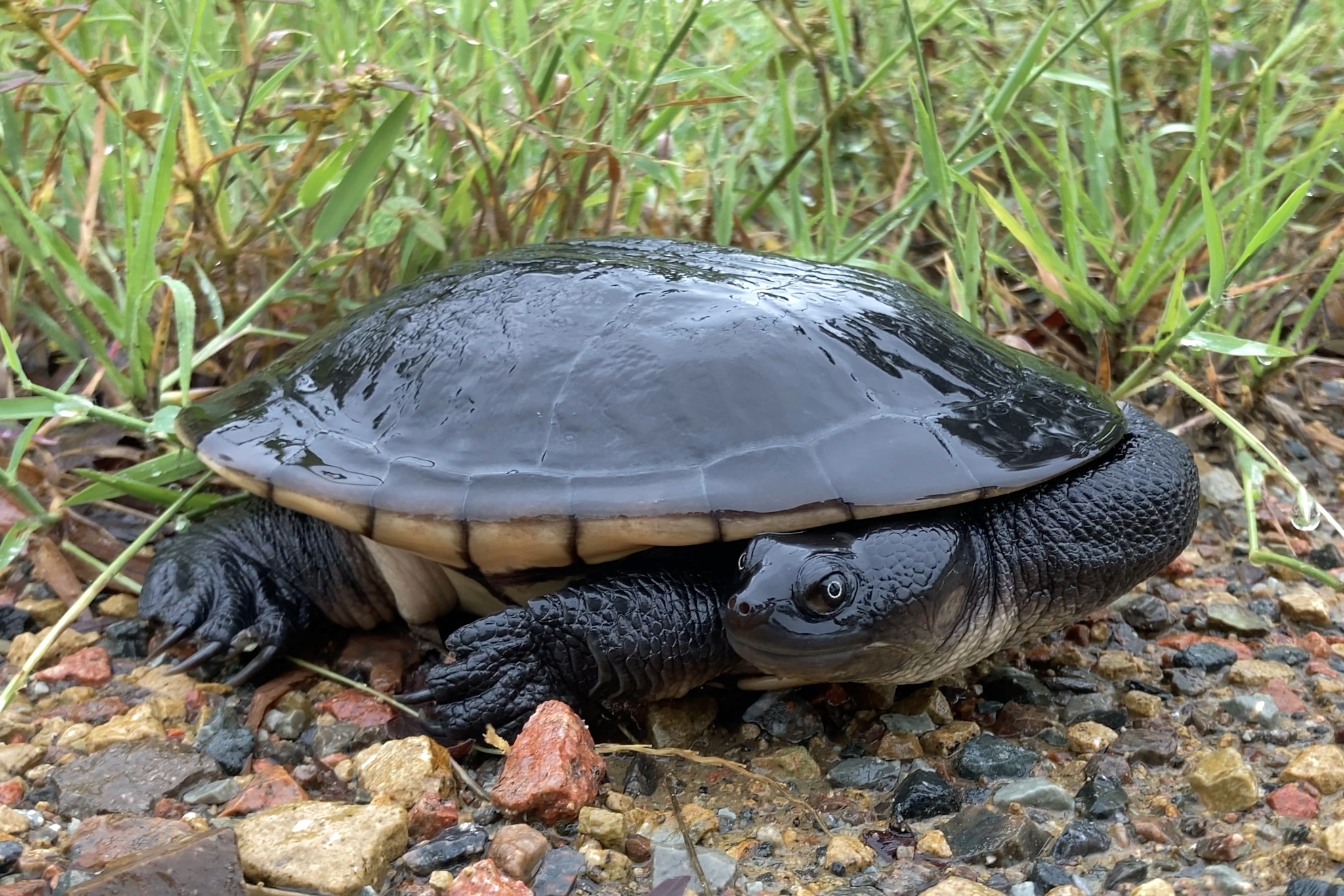 Chelodina canni Mccord & Thomson, 2002