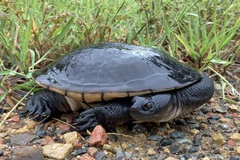 Chelodina canni