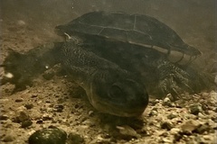 Chelodina canni