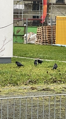 Corvus frugilegus