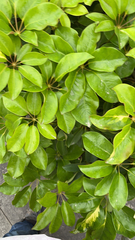 Heptapleurum arboricola