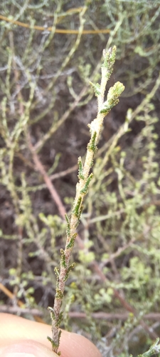 Image of Myrovernix intricata by (c) Danie Palm, some rights reserved (CC BY)