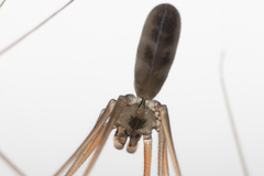 Pholcus phalangioides