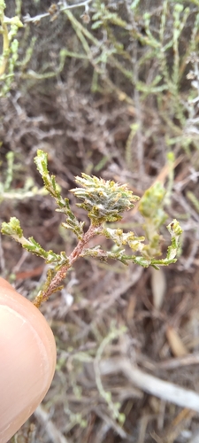 Image of Myrovernix intricata by (c) Danie Palm, some rights reserved (CC BY)