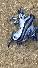 Glaucus atlanticus